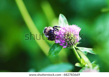 Bumblebee close up on clover flower macro beautiful photo
