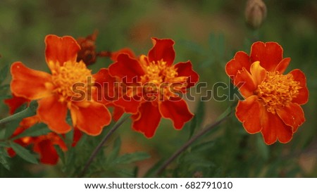 blur photo and out of focus: orange flower on blur background