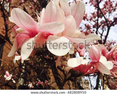 Pink Magnolias against Brownstones Royalty-Free Stock Photo #682808950