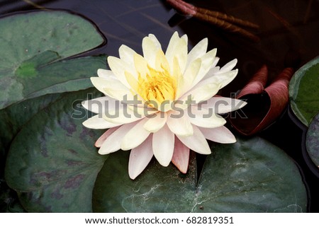 Beautiful lotus flower is the symbol of the Buddha, Thailand. 