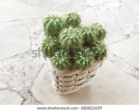 cactus in pot on table