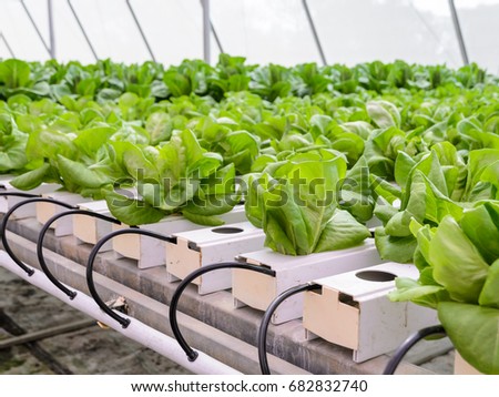 Organic Hydroponic butterhead leaf lettuce vegetables plantation in aquaponics system Royalty-Free Stock Photo #682832740