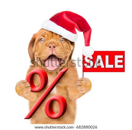 Funny puppy  in red christmas hat holds a percent sign and sales symbol. isolated on white background