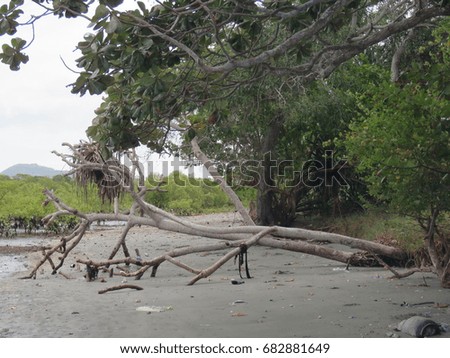 From the all angles that you can see the broken tree. At a pacific island i have captured that picture. Suns position and the light was amazing when i catch that capture.