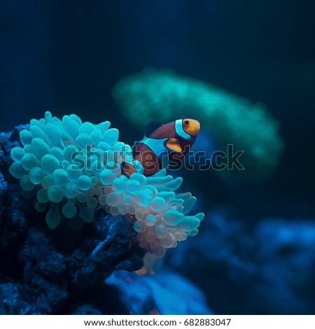 Clownfish and Anemone.