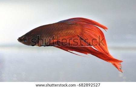 The beauty of the Red siamese figthing is swimming against the white background, Thailand
