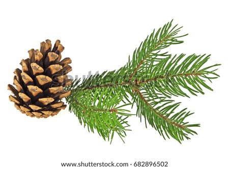 Branch of fir-tree and cone on a white background