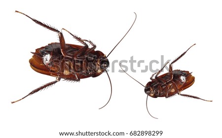 Dead Cockroaches on White Background