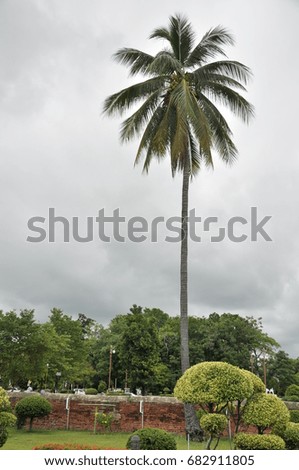 Coconut with rain cloud in background.