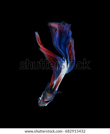 Betta fish, siamese fighting fish, betta splendens isolated on black background with clipping path