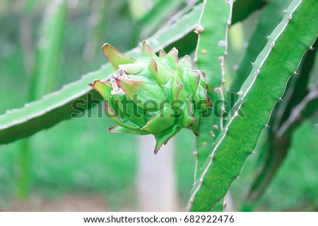 Dragon fruit (Hylocereus) in the garden Royalty-Free Stock Photo #682922476