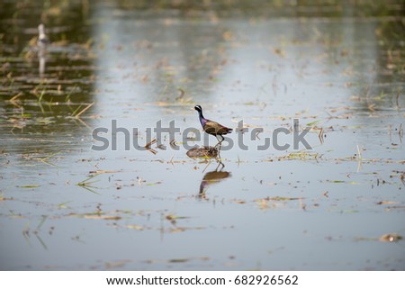 Bronze winged Jacana are found in south and east Asia within the tropical zone
