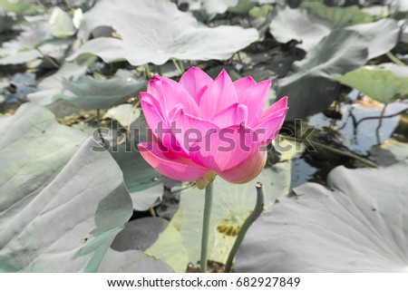 Vintage retro effect filtered of asian lotus flower