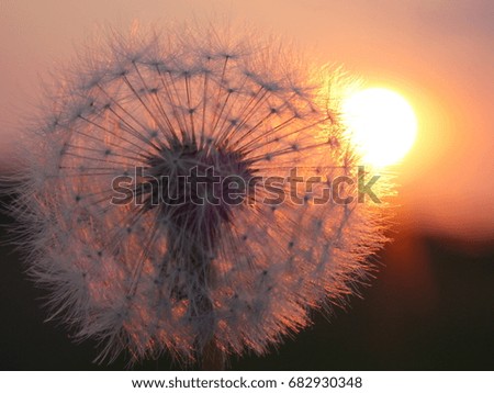 dandelion at sunset