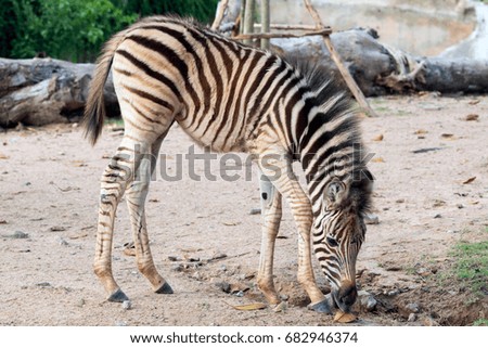 younger zebra walking and eating leaf, young zebra walking in the zoo