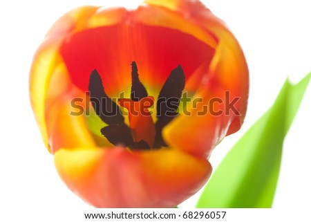 multicolored tulips isolated on white