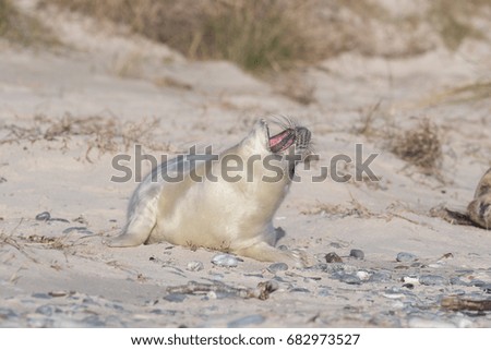 Baby Grey Seal (Halichoerus grypus) relaxing on the beach, Helgoland, Germany