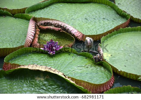 Lotus leaves in the canal