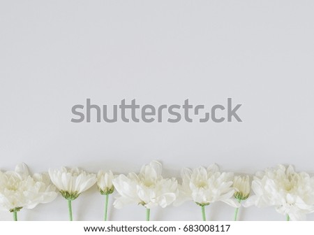 pattern white chrysanthemum flower on a white background