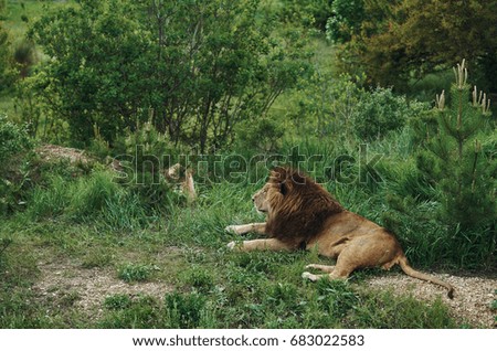 The lion king at the zoo is resting, nature                               