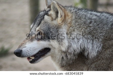 The Eurasian wolf (Canis lupus lupus)