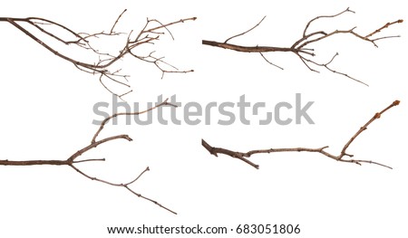 Dry lilac branches isolated on white background. Set Royalty-Free Stock Photo #683051806