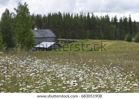 Ox-eye daisy (leucanthemum vulgare) on a meadow with a old barn in background, picture from the Northern Sweden. 