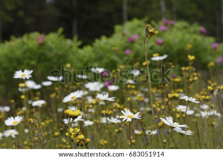 Ox-eye daisy (leucanthemum vulgare) and rough hawkbit (leontodon hispidus) on a meadow with rosebush in background, picture from the Northern Sweden. 