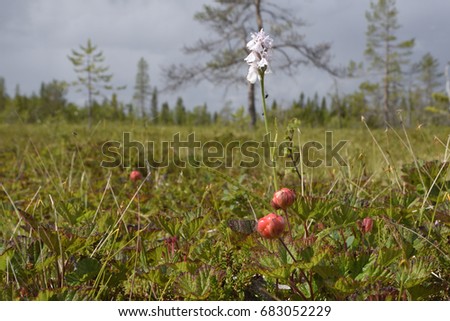 Close up of a cloud berry on a morass with a Heath Spotted-orchid (Dactylorhiza maculata) in background, picture from the Northern Sweden.