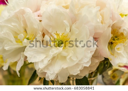 fresh bright blooming peonies flowers in vase