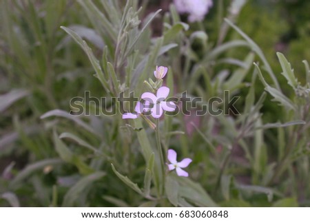 Matthiola flowers