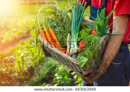 Farmer holding wicker basket with fresh organic vegetables
