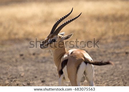 Thomson's gazelle taken in Ngorongoro crater, Tanzania Royalty-Free Stock Photo #683075563