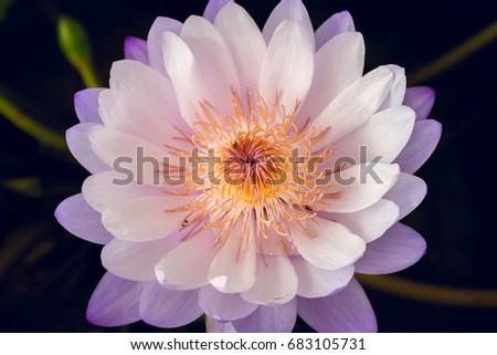 Beautiful  Lotus flower.Nature background.