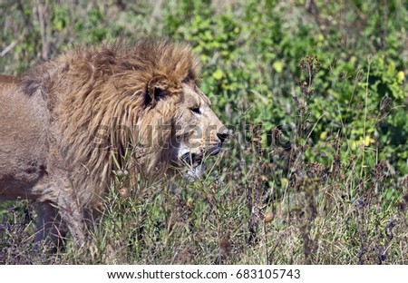 Big male lion hunting in Ngorongoro crater national park, Tanzania