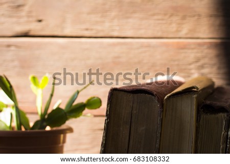 Amazing image of vintage books and cactus in a pot under natural
