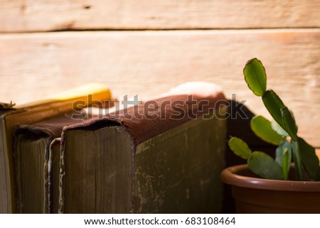 Amazing image of vintage books and cactus under natural sunlight