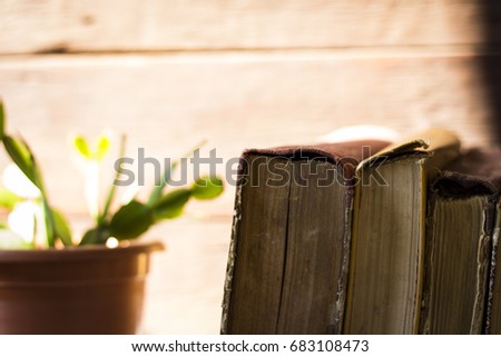 Amazing image of vintage books and cactus in a pot