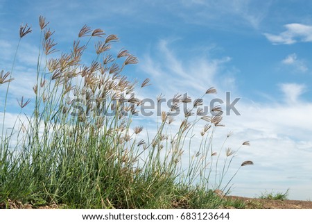 beautiful spring or summer nature background with fresh grass