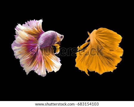 Betta half moon tail or Siamese fighting fish very popular in Thailand 