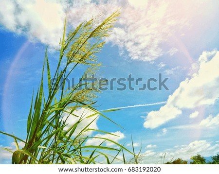Grass blown , The sky is light circular.