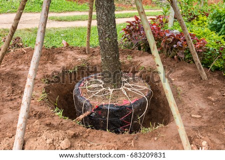 Moving large trees to conserve the garden Royalty-Free Stock Photo #683209831