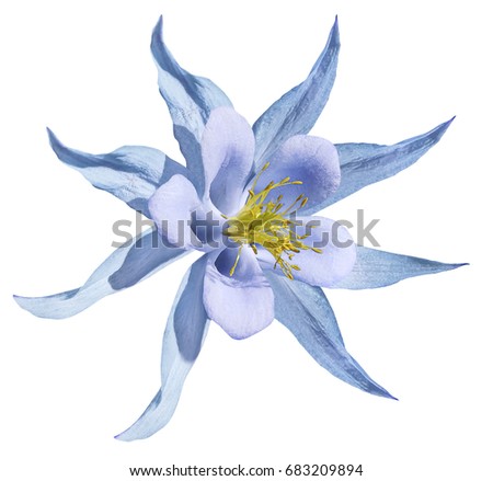 Flower blue. Isolated  on a white  background with clipping path. No shadows.. Closeup. A beautiful light  blue primrose blossoms. Nature.