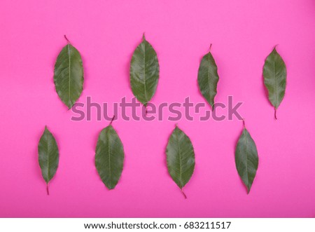 A lot of bright green leaves on a saturated pink background. A group of fresh and natural leaves. Close-up picture of fresh and raw plants, top view. Summer concept.