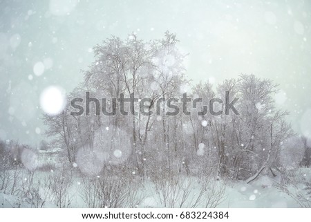 winter forest snow white background
