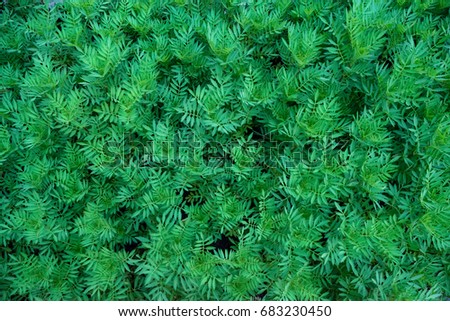 Green leaves of marigold flowers in the cultivated area in park for plantation in other area. This image for background and wallpaper.