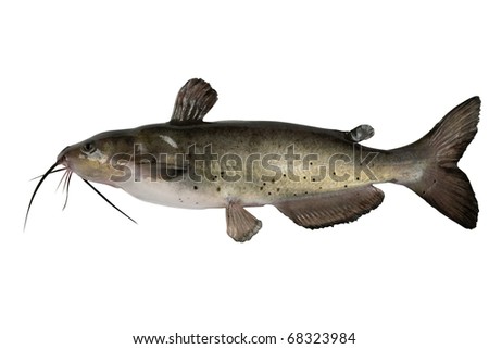 Channel catfish isolated on a white background. Traditionally American kind of a fish. Royalty-Free Stock Photo #68323984