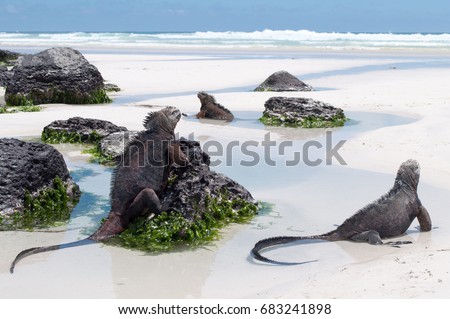Galapagos Marine Iguanas on a beach, tortuga bay, on santa cruz island. Wild undeveloped beach with abundant wildlife. Royalty-Free Stock Photo #683241898