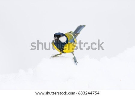 Cute bird. Bird on snow. White snow background.
Great Tit / Parus major