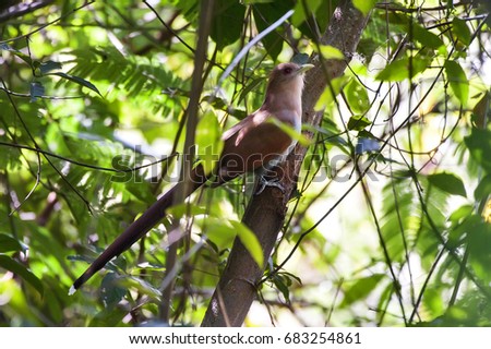 Squirrel Cuckoo photographed in Cariacica, Espí­rito Santo - Southeast of Brazil. Atlantic Forest Biome. Picture made in 2012.